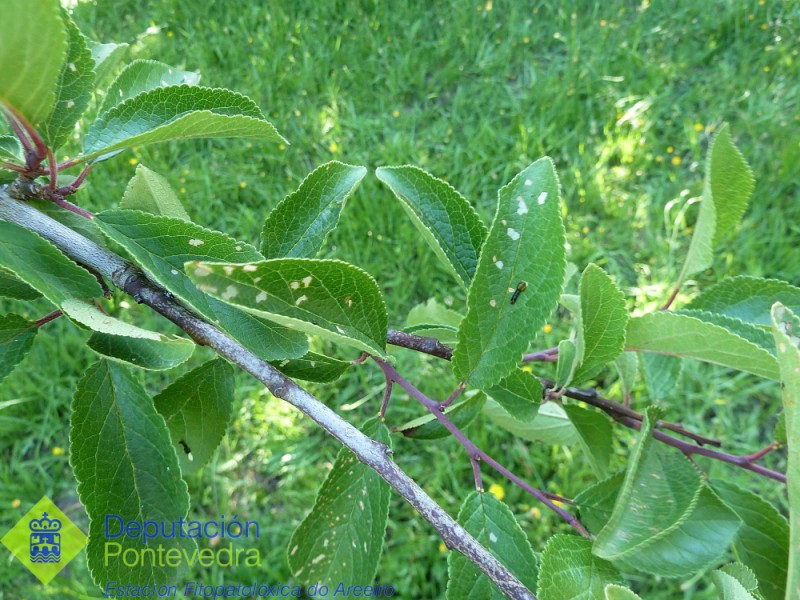 Caliroa limacina >> Planta joven de mirabel con daños por Caliroa limacina.jpg